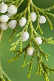 Attēlu rezultāti vaicājumam “Juniperus communis female flower”