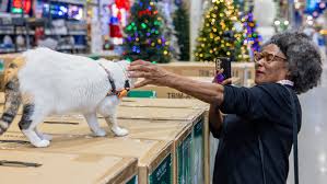 Image result for cat found