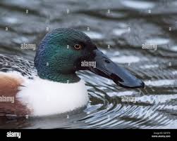 Attēlu rezultāti vaicājumam “Anas clypeata male”