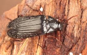 Attēlu rezultāti vaicājumam “Melandrya dubia”