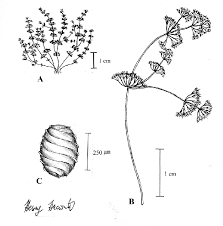 Attēlu rezultāti vaicājumam “Nitella sp.”