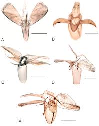 Attēlu rezultāti vaicājumam “Phyllonorycter sp.”