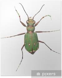 Attēlu rezultāti vaicājumam “Cicindela campestris”