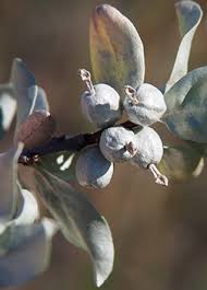 Attēlu rezultāti vaicājumam “Elaeagnus commutata”