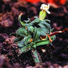 Attēlu rezultāti vaicājumam “Silene chalcedonica fruit”