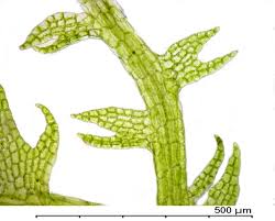 Attēlu rezultāti vaicājumam “Cephalozia bicuspidata”