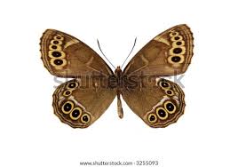 Attēlu rezultāti vaicājumam “Lopinga achine”