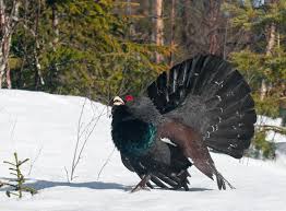 Attēlu rezultāti vaicājumam “Tetrao urogallus”