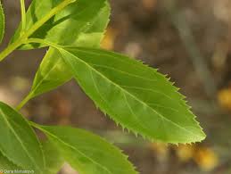 Attēlu rezultāti vaicājumam “Forsythia suspensa”