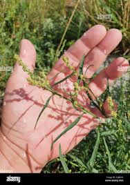 Attēlu rezultāti vaicājumam “Atriplex littoralis leaf”