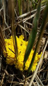 Attēlu rezultāti vaicājumam “Craterium leucocephalum stalked”