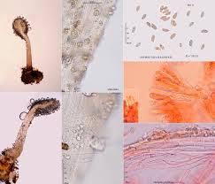 Attēlu rezultāti vaicājumam “Typhula setipes”