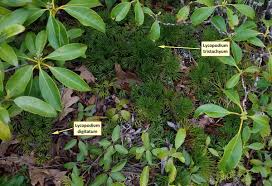 Attēlu rezultāti vaicājumam “Diphasiastrum tristachyum”