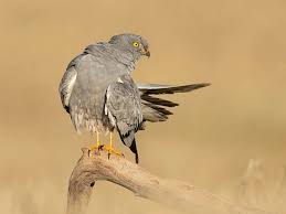 Attēlu rezultāti vaicājumam “Circus pygargus”