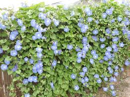 Image result for Ipomoea Heavenly Blue