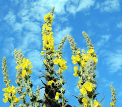Attēlu rezultāti vaicājumam “Verbascum thapsus”