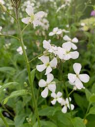 Image result for Hesperis matronalis