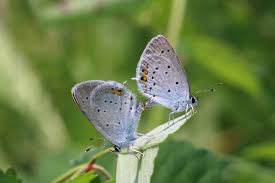 Attēlu rezultāti vaicājumam “Everes argiades male”