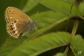 Attēlu rezultāti vaicājumam “Coenonympha hero”