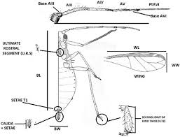 Attēlu rezultāti vaicājumam “Chaitophorus populeti”