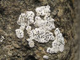 Attēlu rezultāti vaicājumam “Diderma umbilicatum stalked”