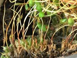 Attēlu rezultāti vaicājumam “Funaria hygrometrica”