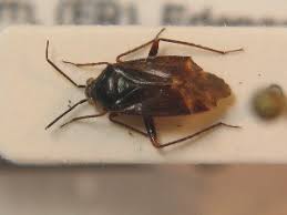 Attēlu rezultāti vaicājumam “Psallus sp.”