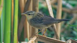 Image result for Locustella certhiola