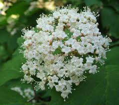 Attēlu rezultāti vaicājumam “Chenopodium acerifolium flower”