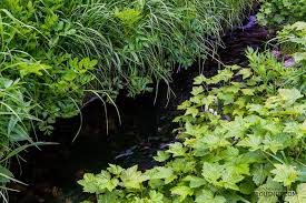 Attēlu rezultāti vaicājumam “Oecetis ochracea”