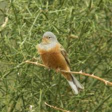 Image result for Emberiza caesia