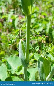 Attēlu rezultāti vaicājumam “Laserpitium latifolium bud”