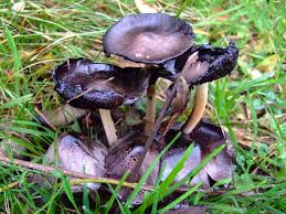 Attēlu rezultāti vaicājumam “Coprinus atramentarius”