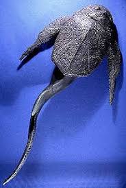 Attēlu rezultāti vaicājumam “Placodermi”