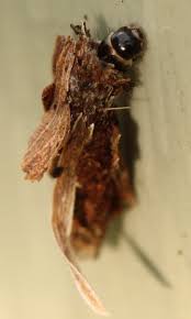 Attēlu rezultāti vaicājumam “Proutia betulina”