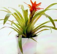 Картинки по запросу гусмания