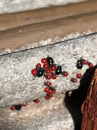 Attēlu rezultāti vaicājumam “Adomerus biguttatus”