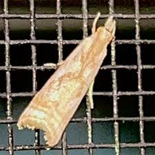 Attēlu rezultāti vaicājumam “Comatricha elegans var. microspora”