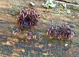 Attēlu rezultāti vaicājumam “Stemonitopsis amoena spores”