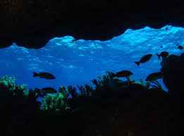Image result for Blue Water Diving