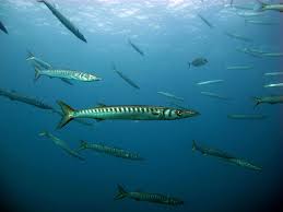 Image result for Sphyraena viridensis