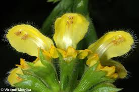 Attēlu rezultāti vaicājumam “Lamiastrum galeobdolon bud”