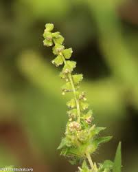 Attēlu rezultāti vaicājumam “Ambrosia artemisiifolia fruit”