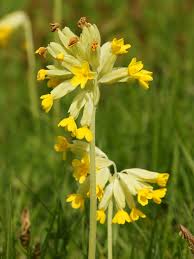 Attēlu rezultāti vaicājumam “Primula veris flower”