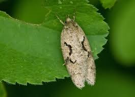 Attēlu rezultāti vaicājumam “Semioscopis oculella”