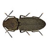 Attēlu rezultāti vaicājumam “Cardiophorus ruficollis”