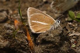 Attēlu rezultāti vaicājumam “Agrodiaetus amandus male”