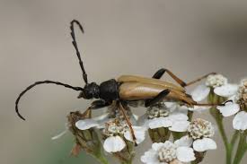 Attēlu rezultāti vaicājumam “Leptura rubra male”