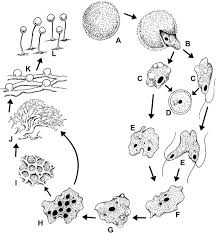 Attēlu rezultāti vaicājumam “Fuligo cinerea spores”