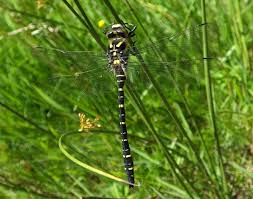 Attēlu rezultāti vaicājumam “Cordulidae”